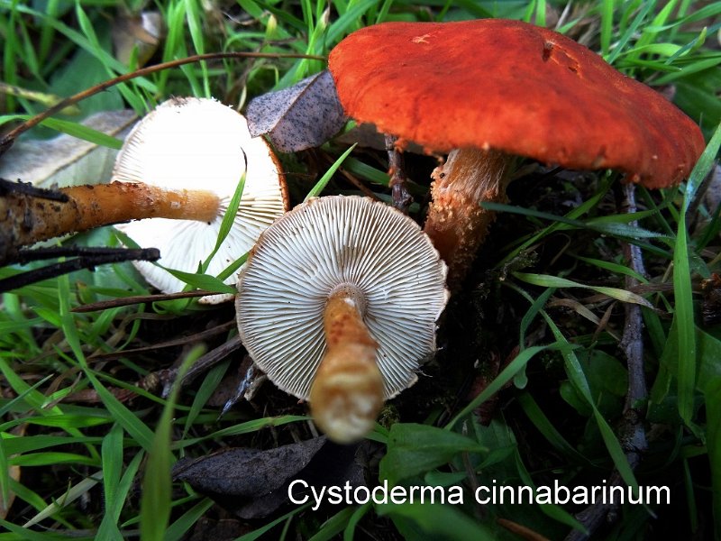 Cystodermella cinnabarina-amf747.jpg - Cystodermella cinnabarina ; Syn1: Cystoderma cinnabarinum ; Syn2: Cystoderma terreyi ; Nom français: Cystoderme rouge cinabre